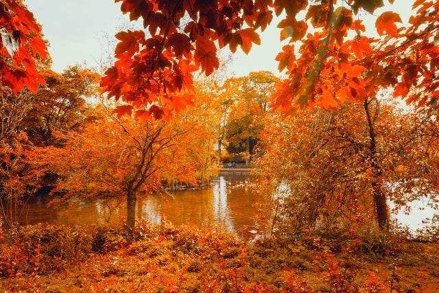 Experts predict ‘spectacular’ autumn colours in UK following sunny